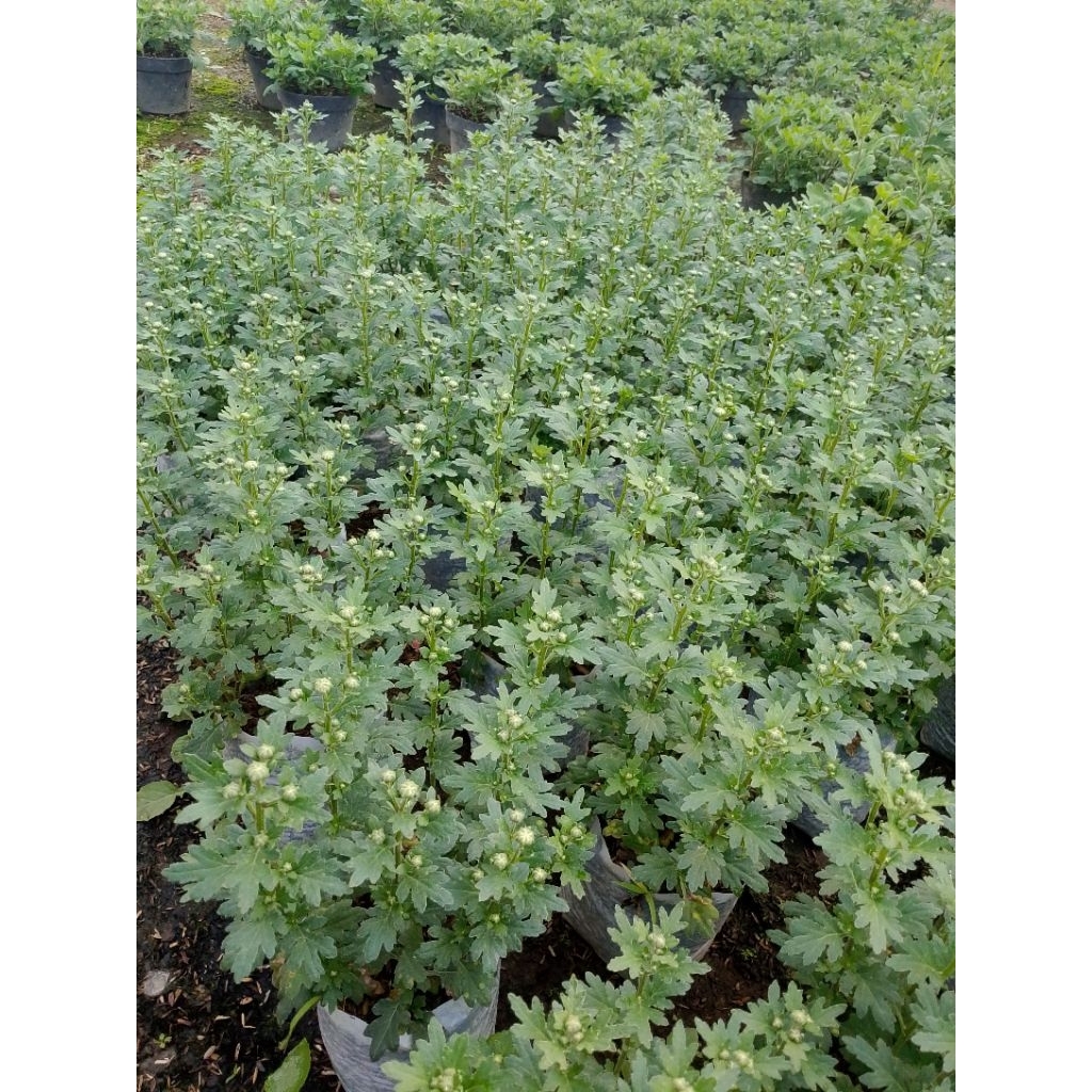 bibit bunga aster