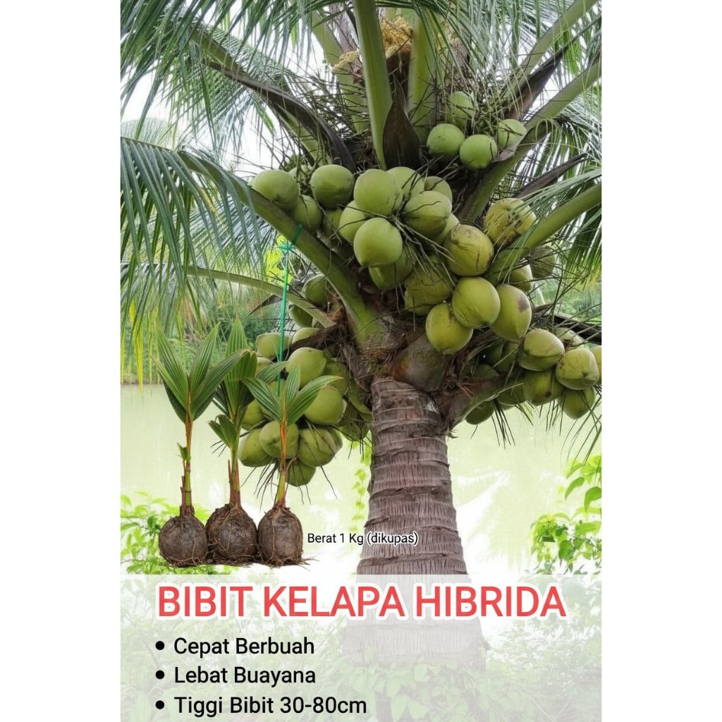 TERPERCAYA  Bibit Kelapa Hibrida F1