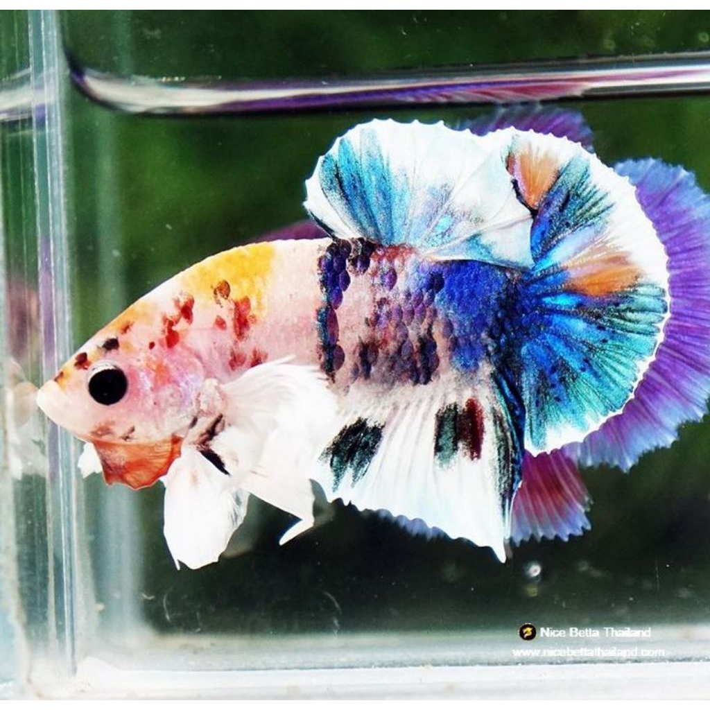 Ikan Cupang Plakat Dumbo Ear MultiColor