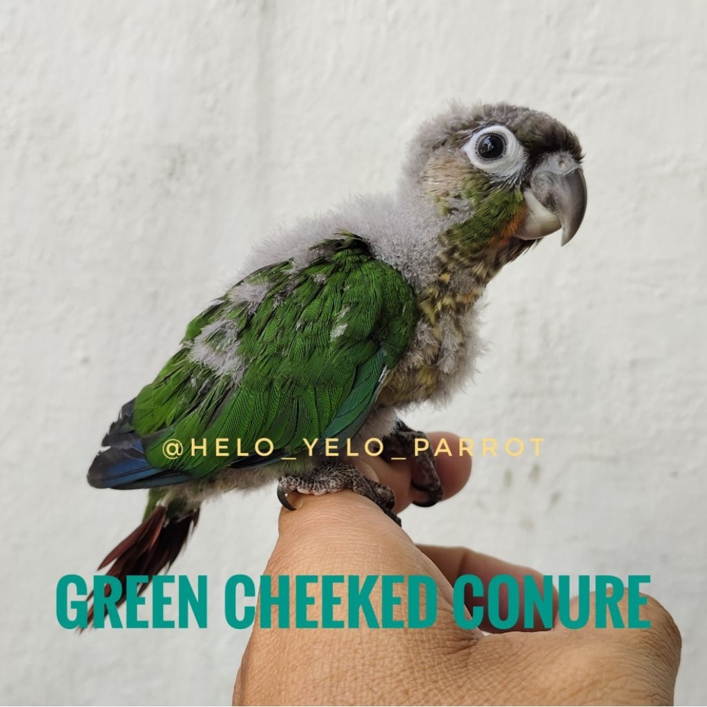 Green Cheeked Conure - GCC