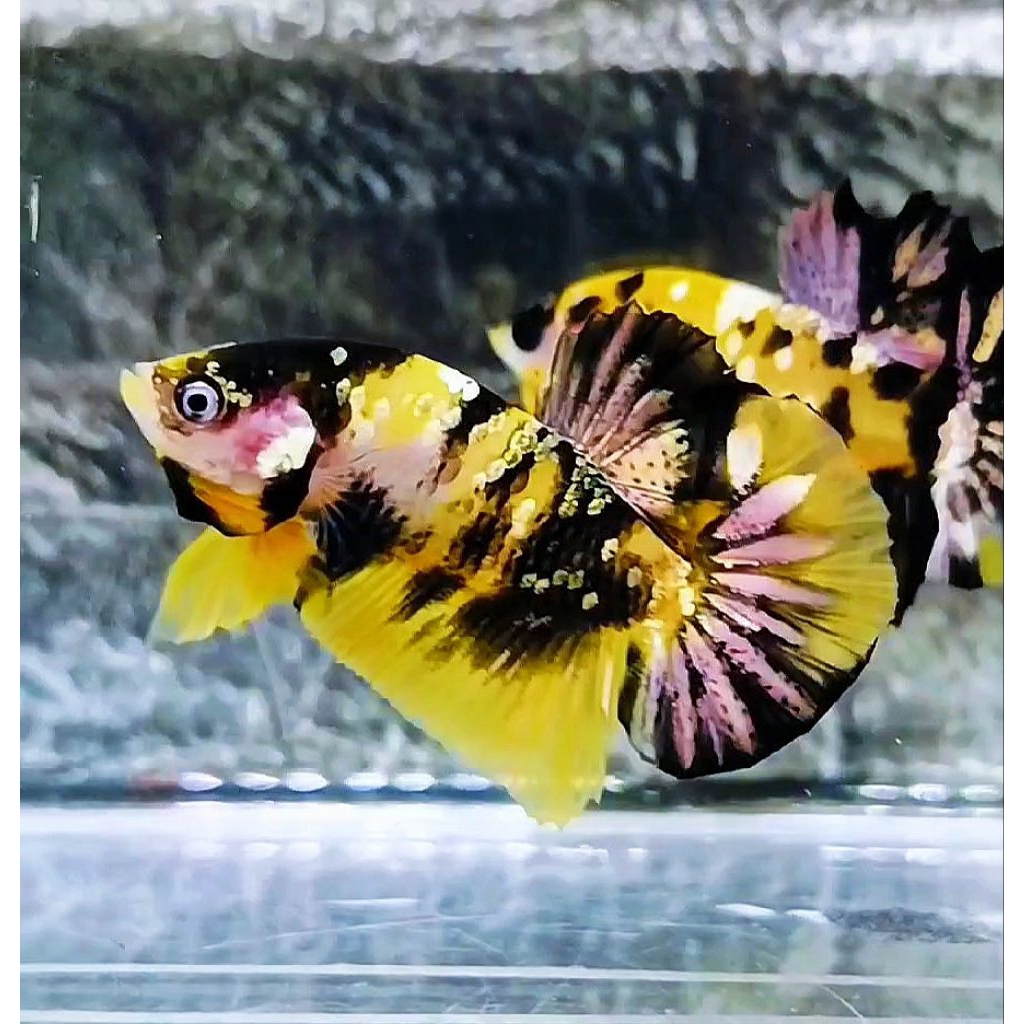 Cupang yellow koi Cooper bagus