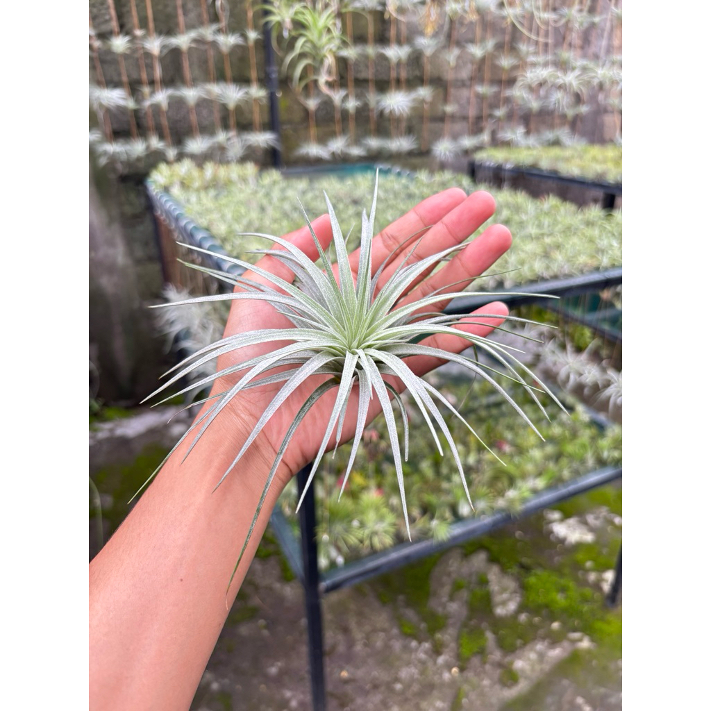 Tillandsia Cotton Candy Houston