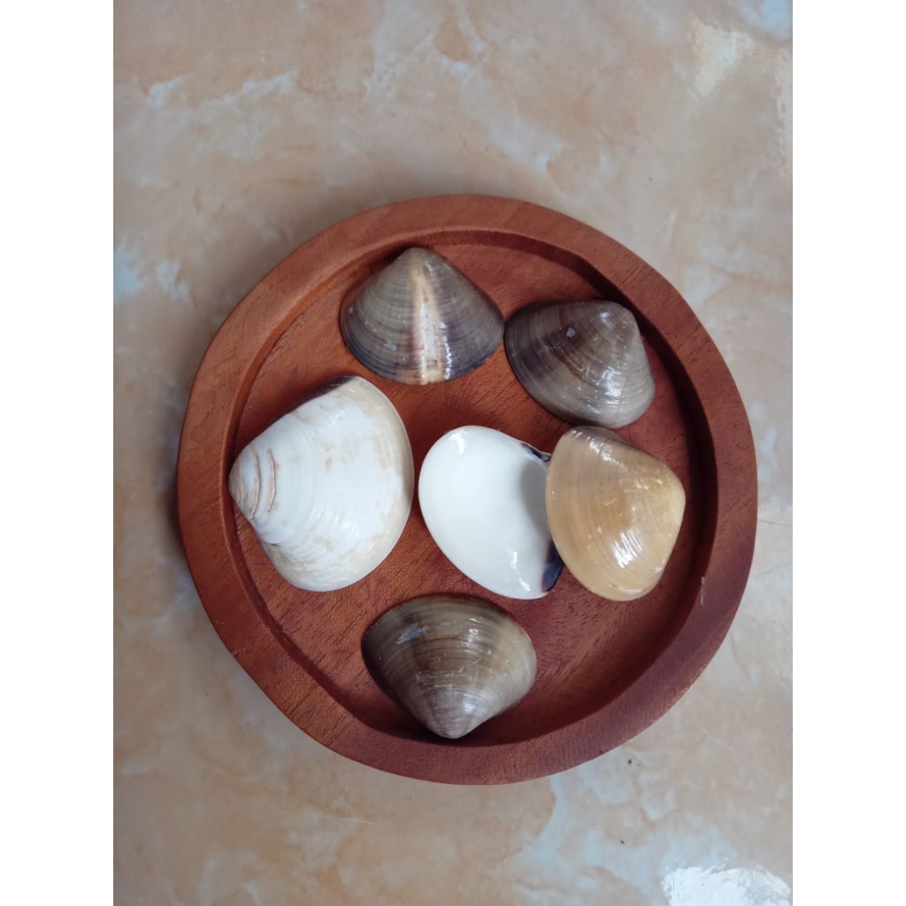 cangkang kerang besar isi 30pcs /kulit kerang/ cangkang kerang utuh hias