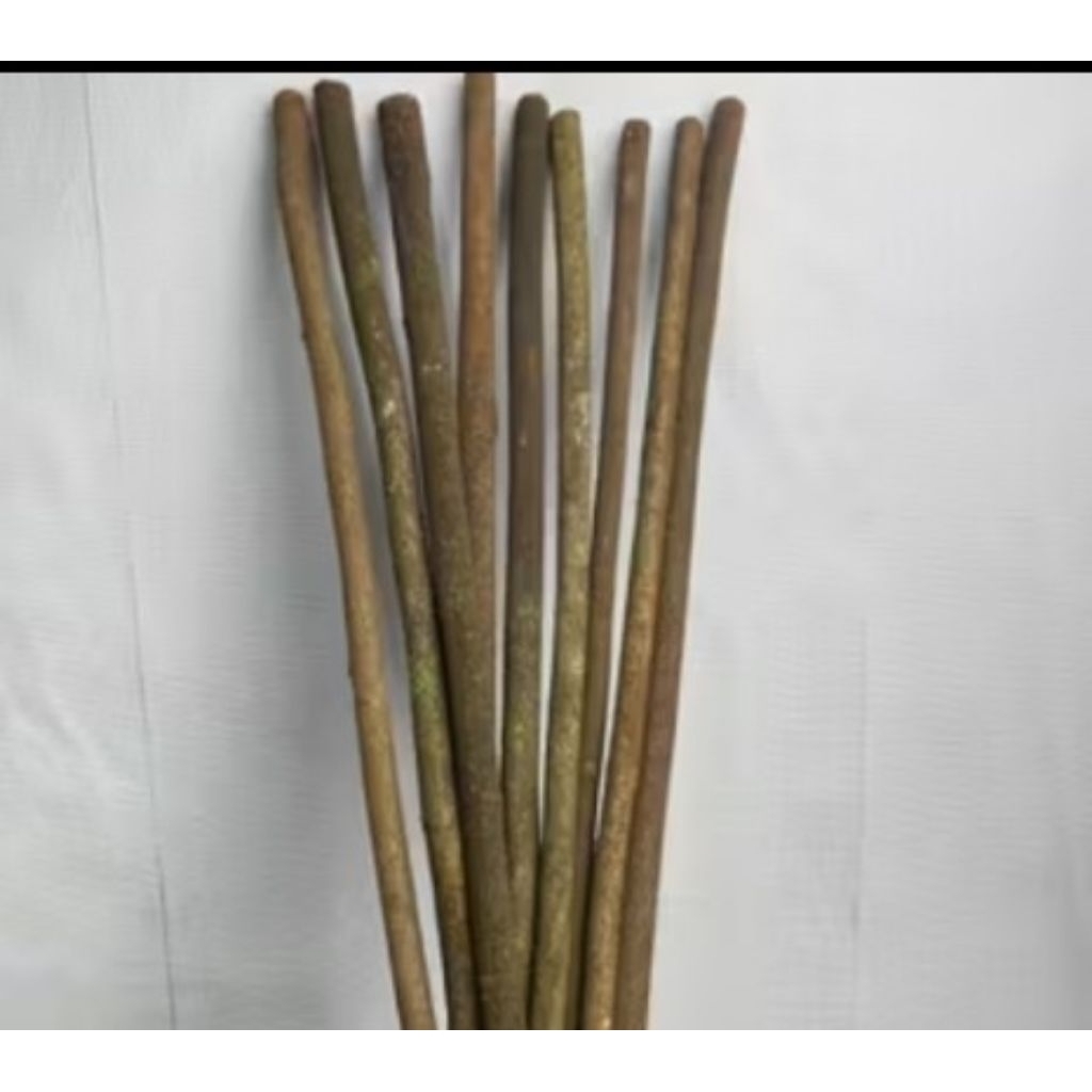 tangkringan sangkar burung murai Kacer kenari asem Bali halus.