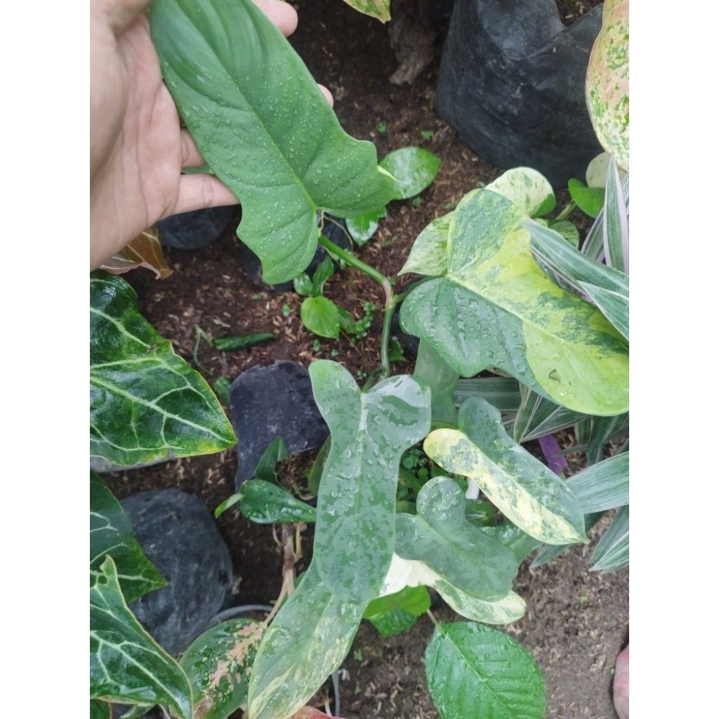 (New) Tanaman Hias Philodendron violin Varigata