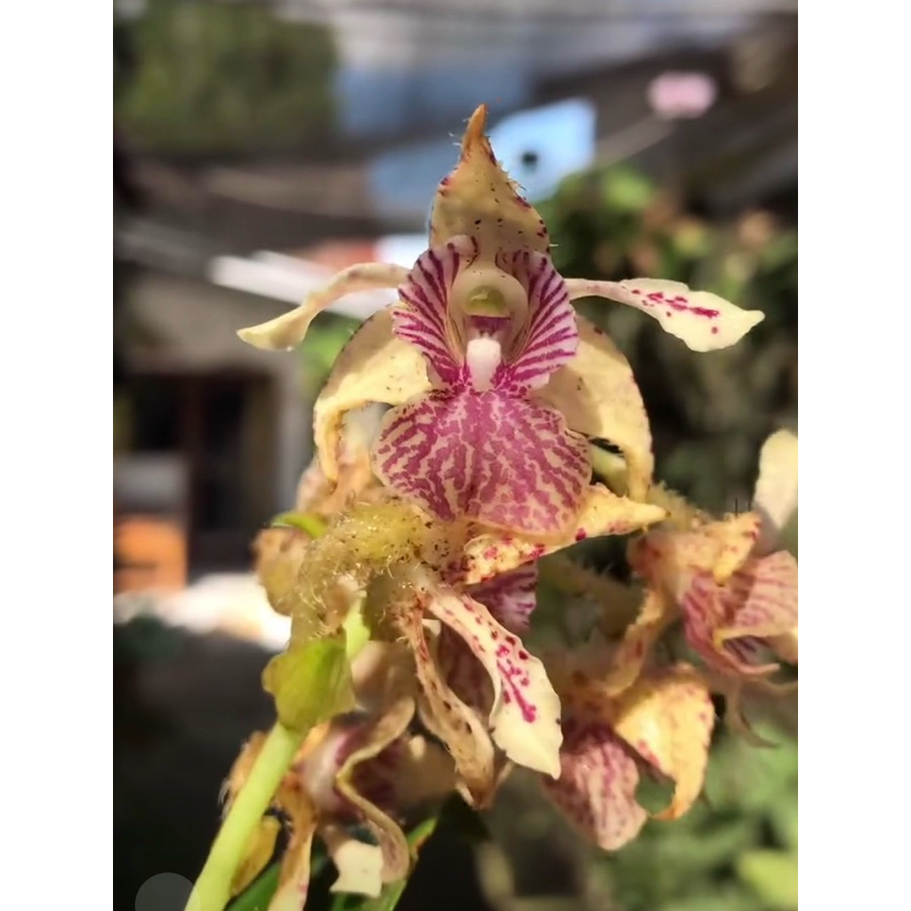 Dendrobium macrophyllum var tomohonense