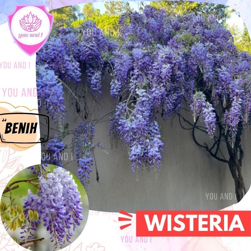 Benih WISTERIA Biji Pohon Bunga