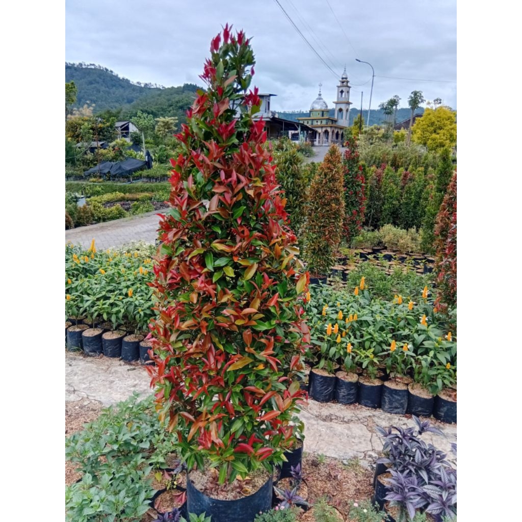 Tanaman Pucuk Merah Sudah Berbentuk Tinggi 1,5 Meter