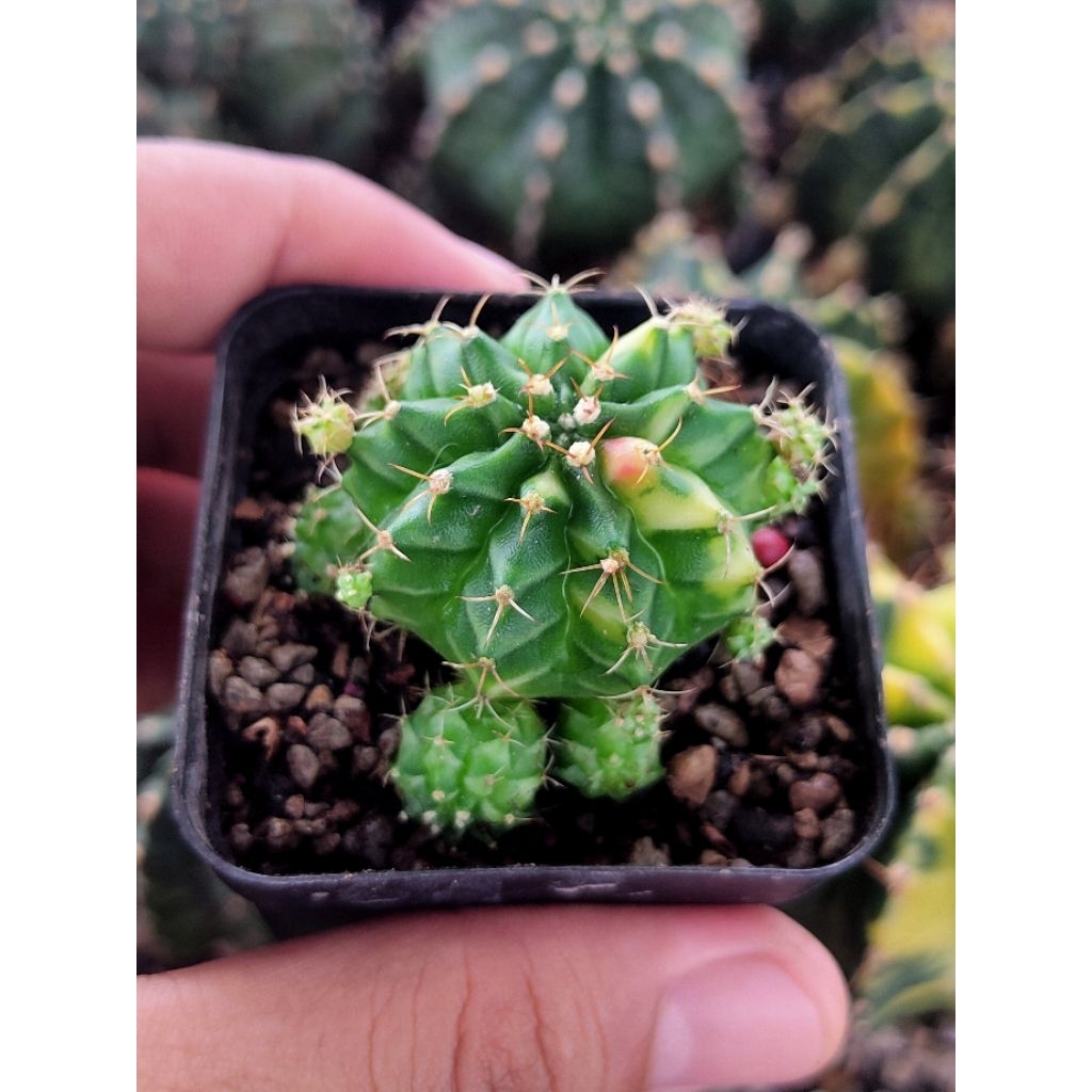 GYMNO TAIWAN NEW CLONE CLUSTER OFFSHOOT DI POT 6CM//KAKTUS//MIHA VARIGATA//GYMNOCALYCIUM//MIHANOVICH