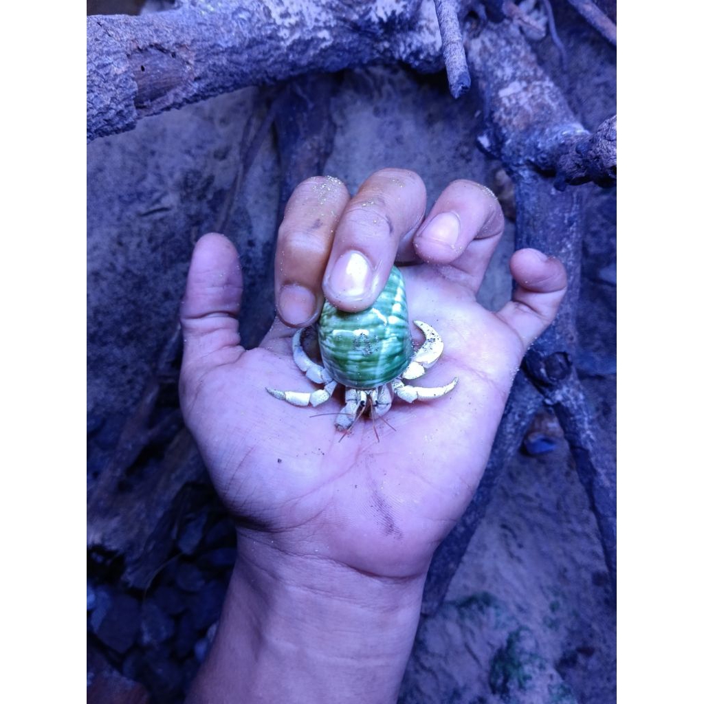 C.RUGOSUS COLOUR All Size