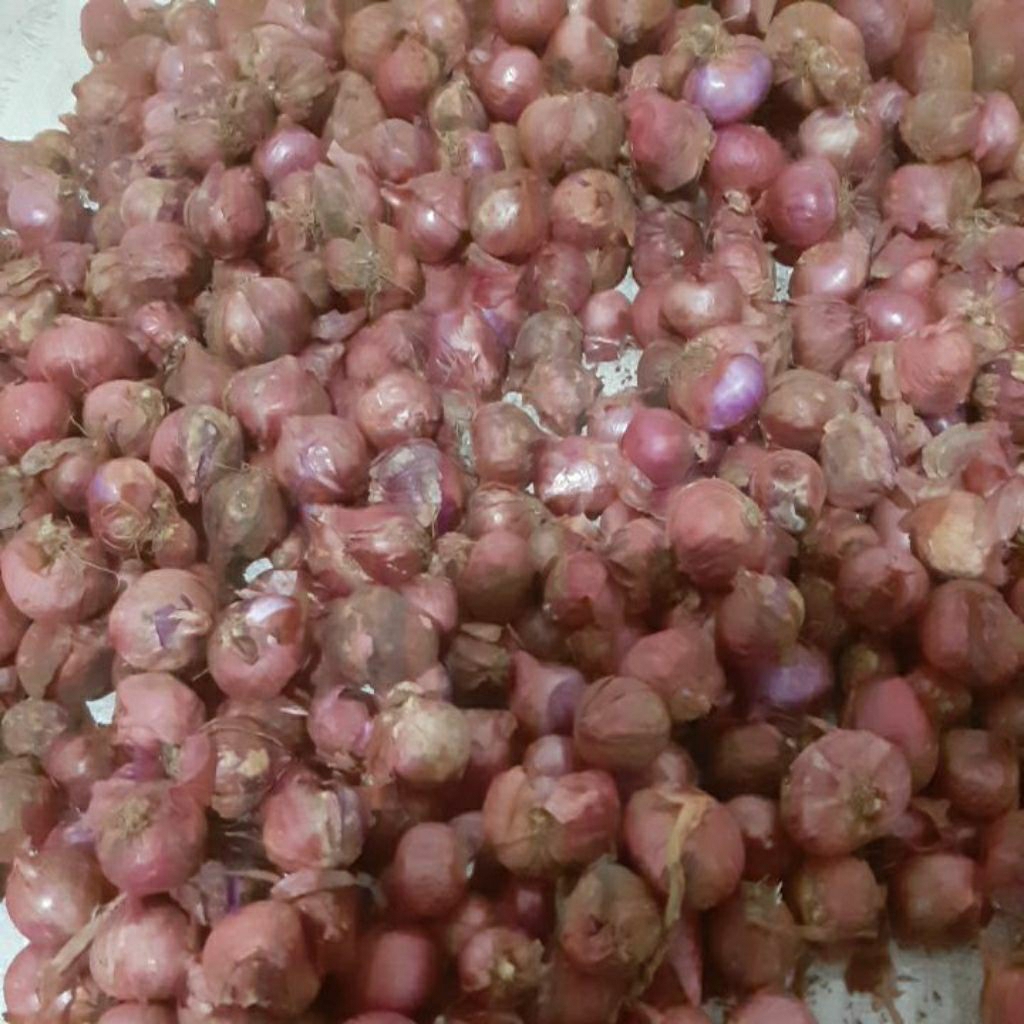 Bawang Merah 1 kilo / brambang Murah 1 kilo