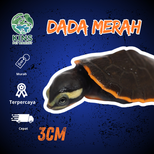 KURA AIR KURA KURA DADA MERAH (DAMER) - KURA KURA LUCU IMUT UKURAN 3CM INSTANT