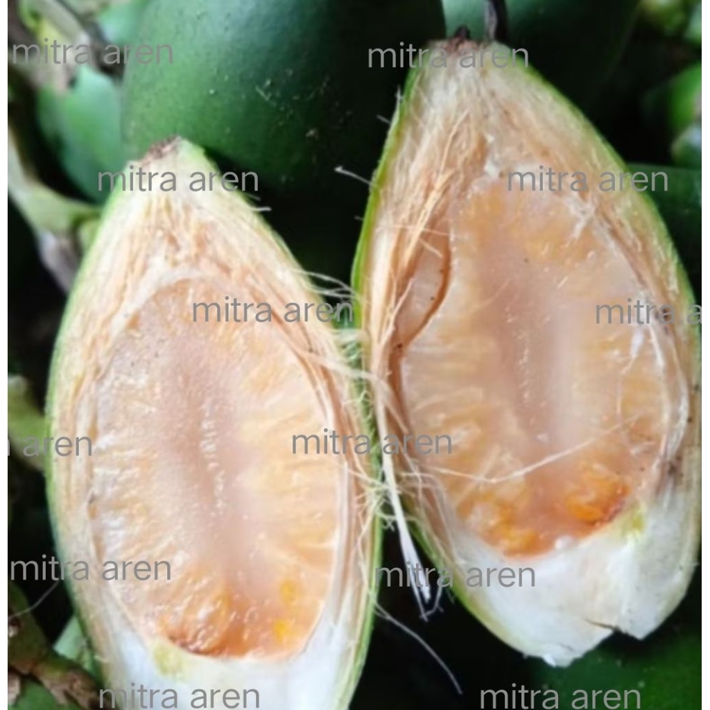 PINANG/JAMBE MUDA 1Kg