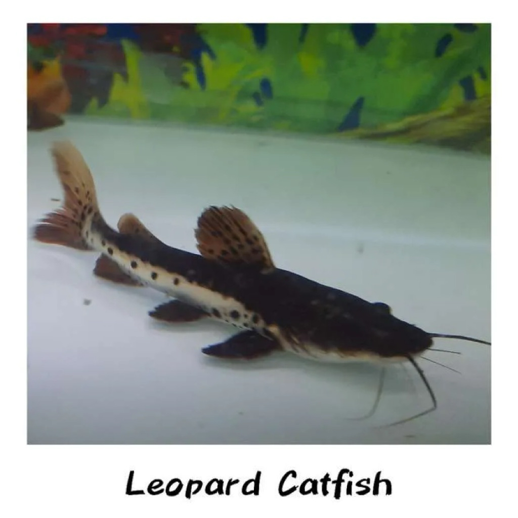 Ikan Hias TSN Tiger Shovelnose 5-6cm