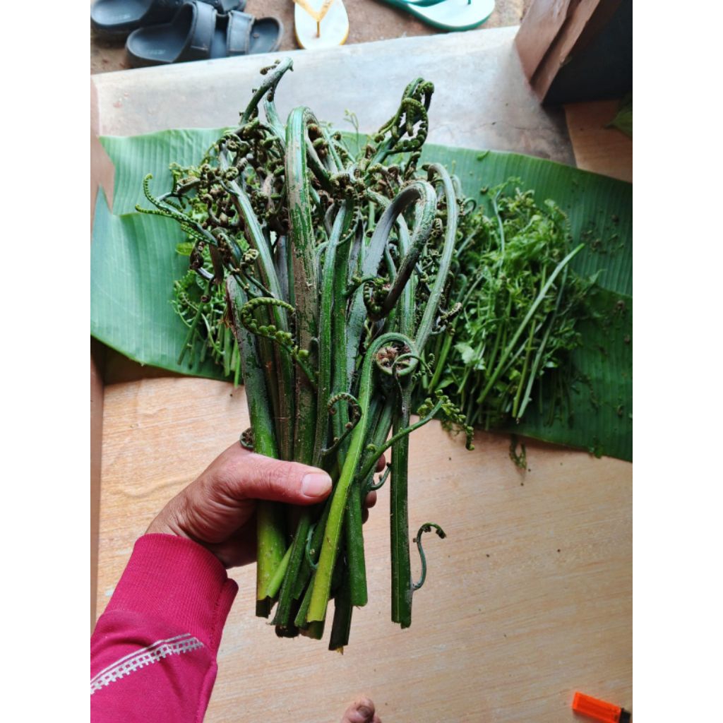 Sayur Pakis Segar 500 Gram - Tingkatkan Produksi Sel Darah Merah