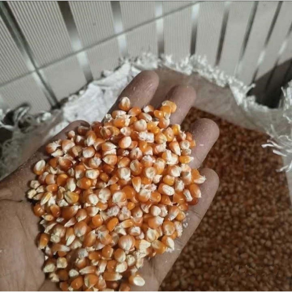 Pakan Ayam & burung merpati Jagung pipil Kering premium - Kualitas Super 50gr