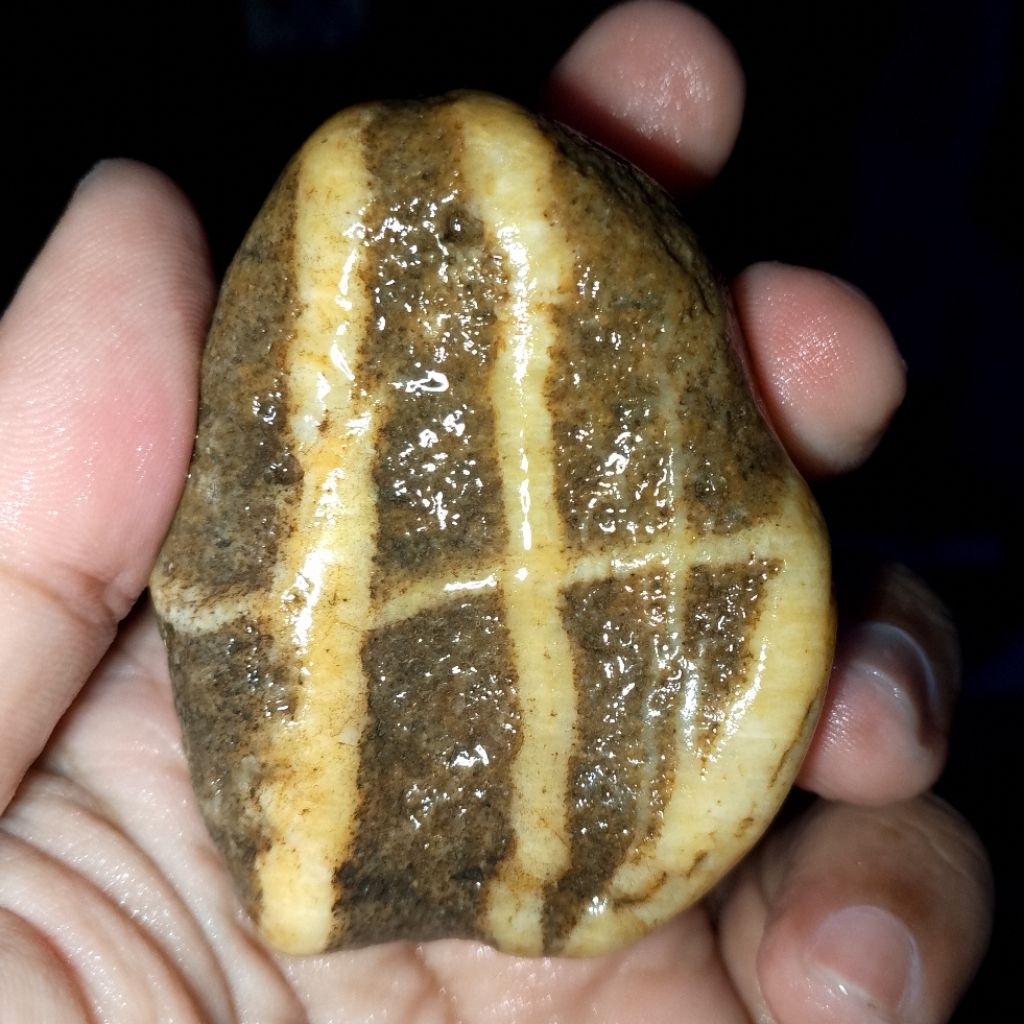 Tapak jalak tembus senter urat timbul 133.95gram