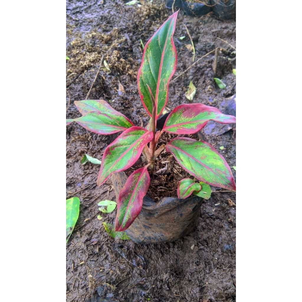 Tanaman Bibit Aglonema Lipstik / Bibit Aglonema Lipstik / Tanaman Indor