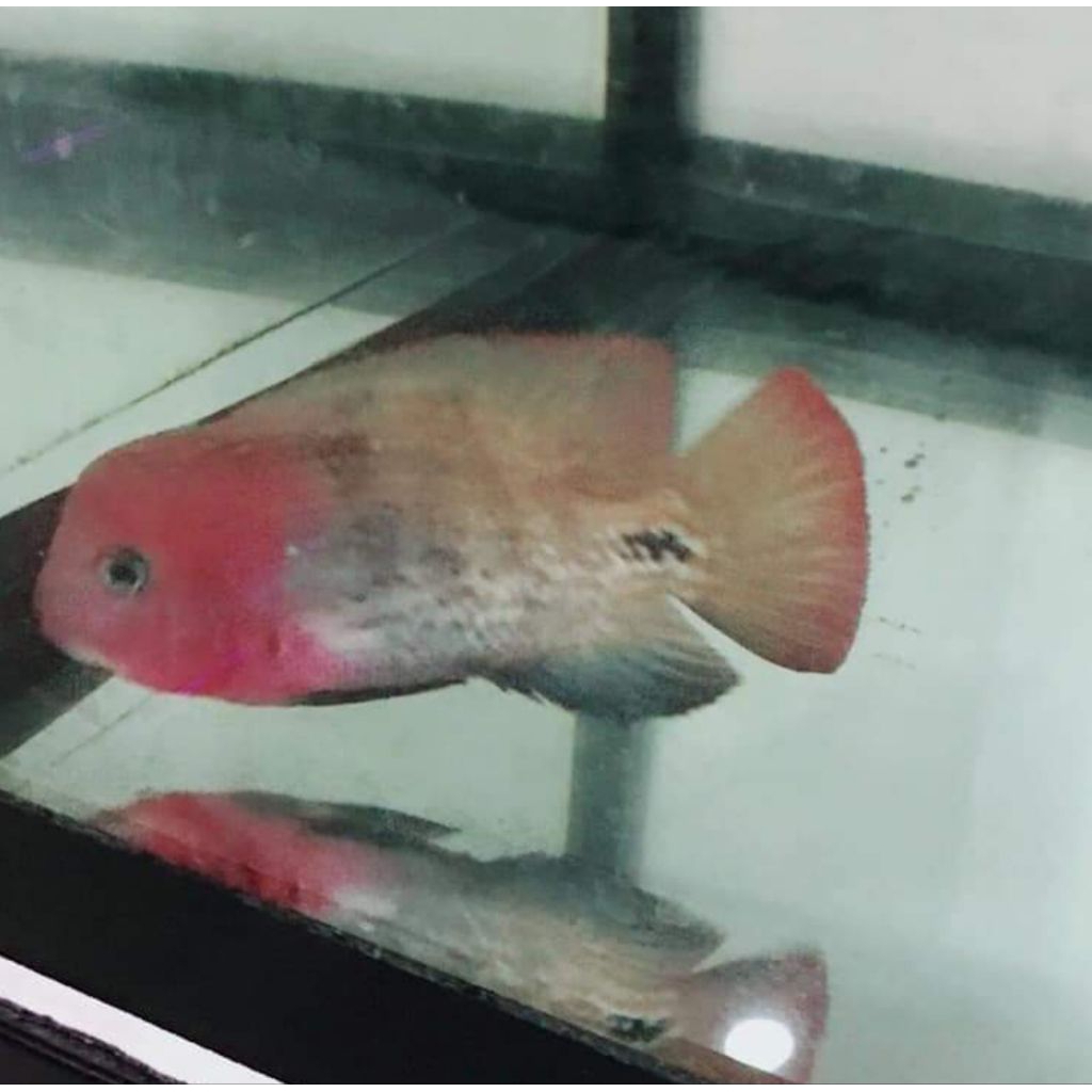 Burayak Louhan lohan Kamfa Klasik F1 Merah Size 3 cm