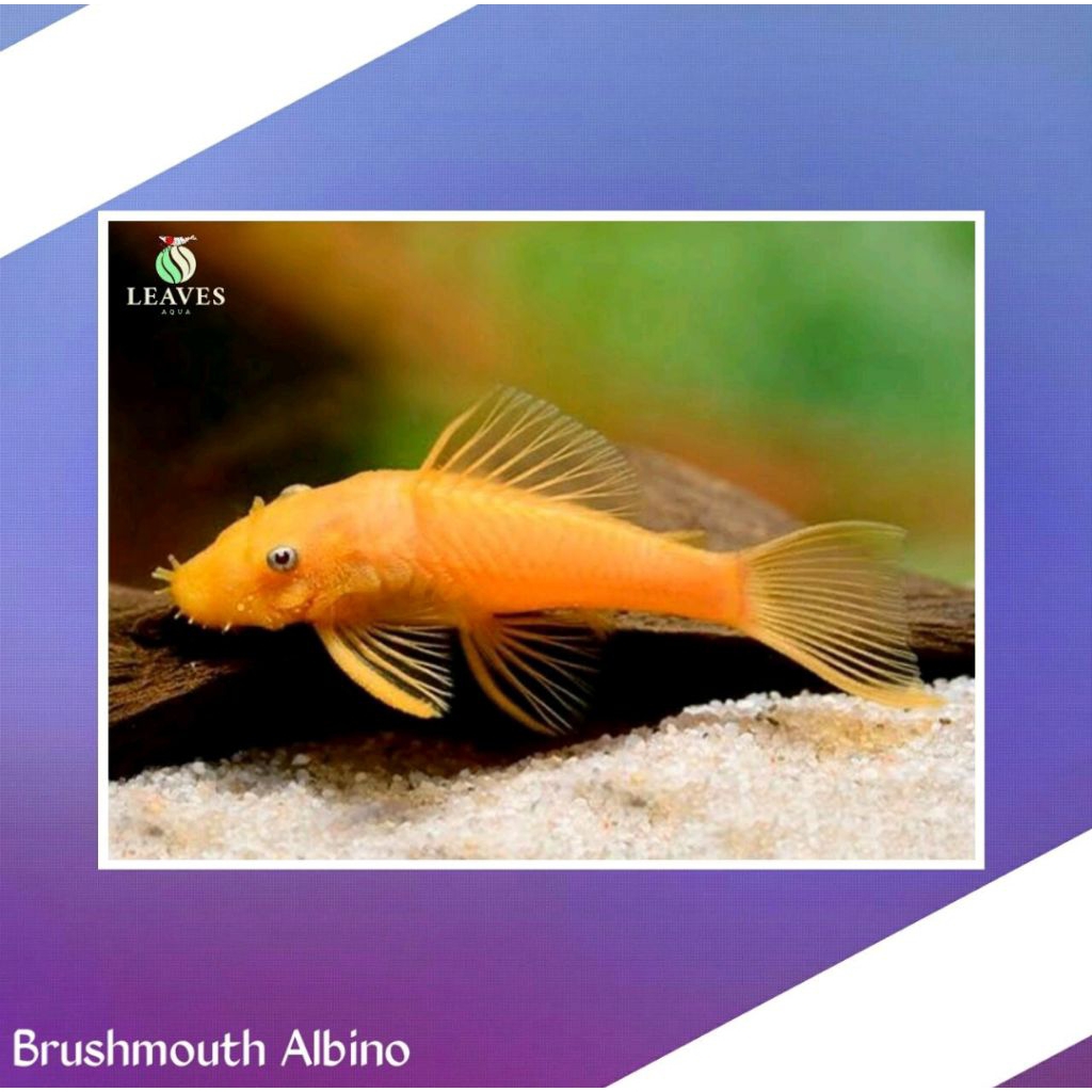 ikan brushmouth albino pleco L144