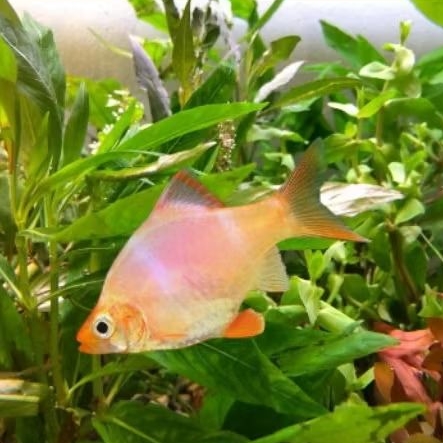 Ikan sumatra albino
