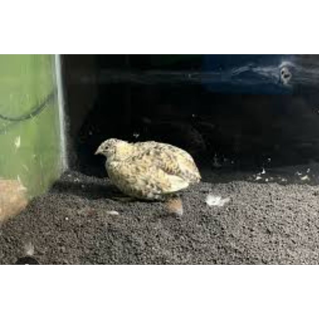 puyuh batu blorok sepasang