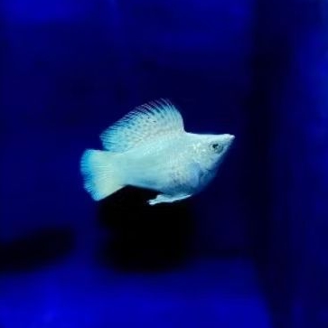 ikan molly platinum roundtail
