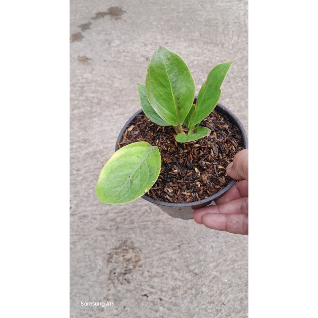 Anthurium Jemani Mangkok LADY GAGA (Size Baby Daun 5) (2)