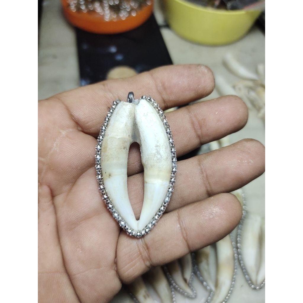 kalung Liontin Taring Buaya Rantai Acc