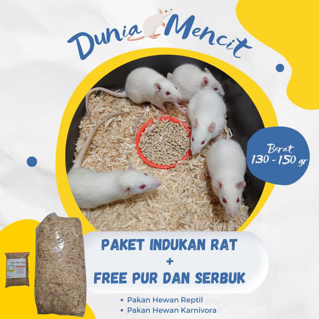 Paket indukan tikus putih (RAT) 1 jantan 4 betuna siap kawin