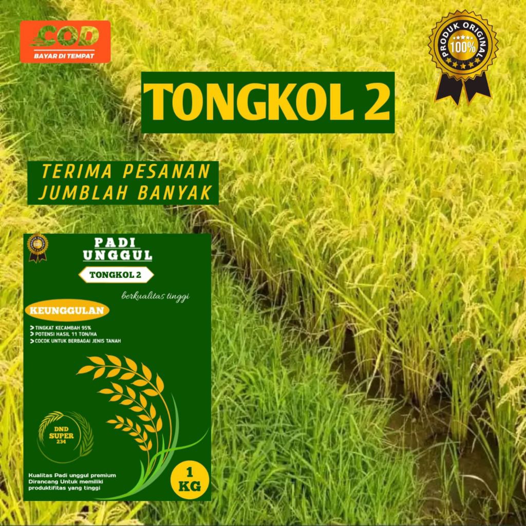 Benih padi unggul tongkol 2 5 kg berkualitas