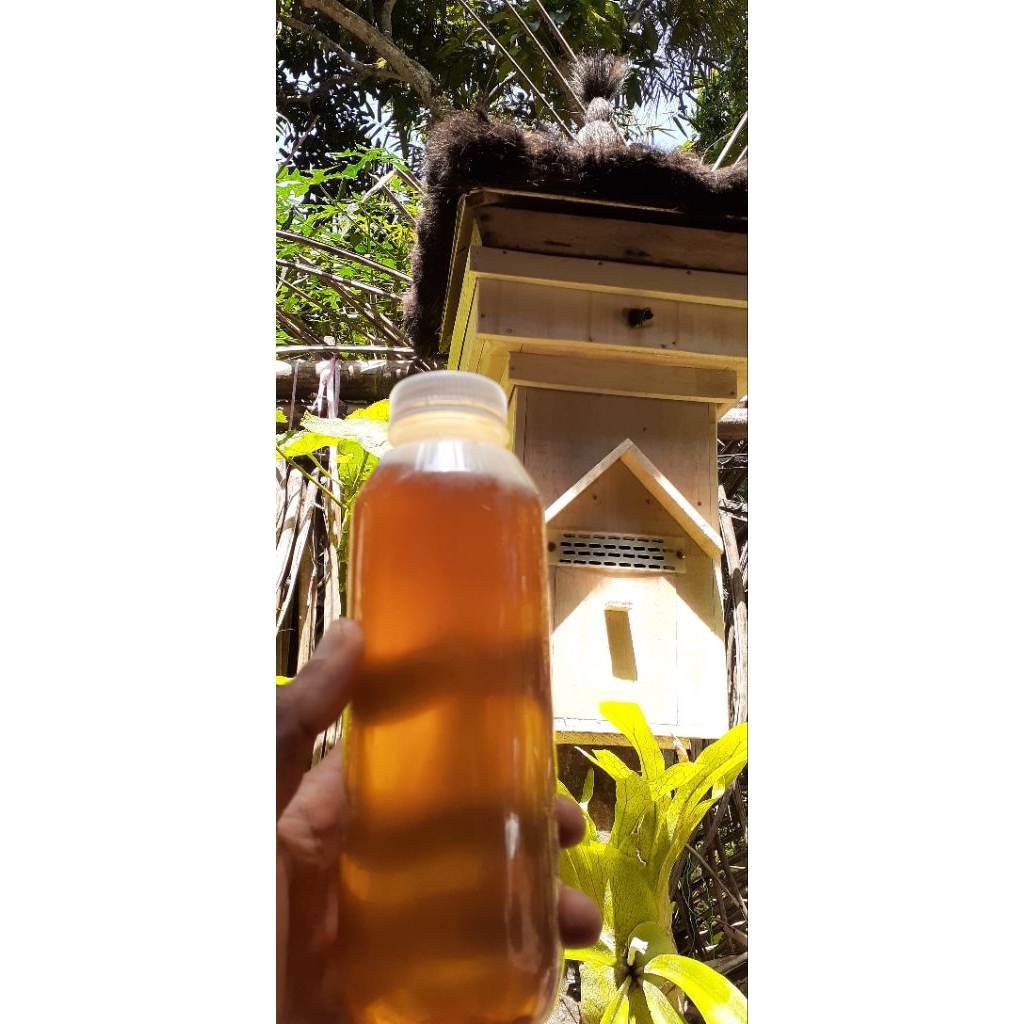 madu lebah apis cerana lokal bali