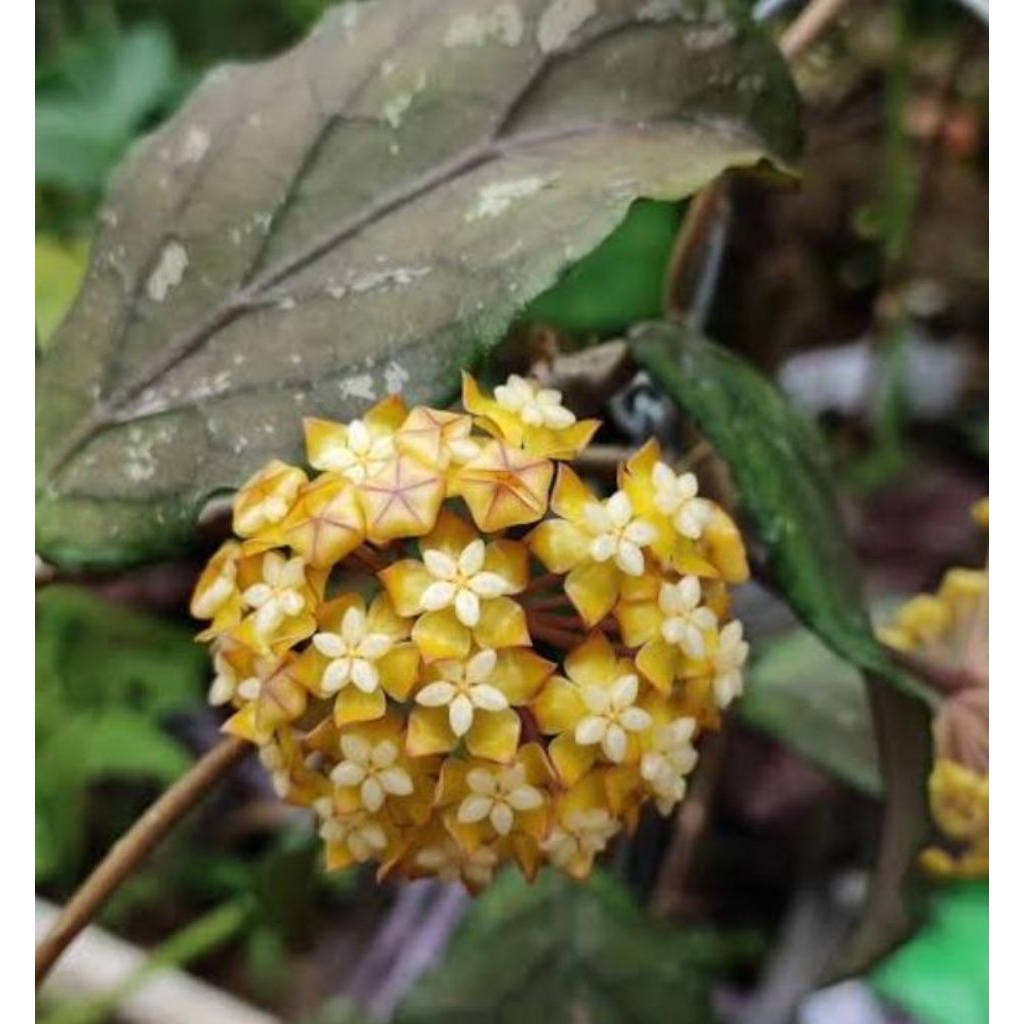 Tanaman Hias Hoya Sp Aceh