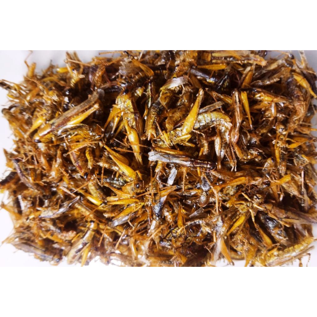 Belalang Goreng Kering Terlaris