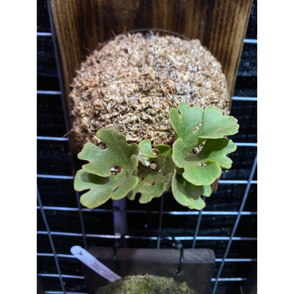 Platycerium Ridleyi Silvery Dwarf