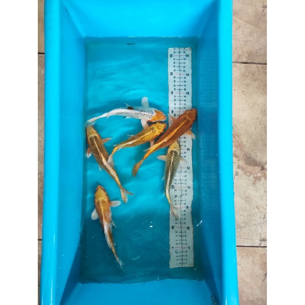 ikan koi kujaku dan matsuba