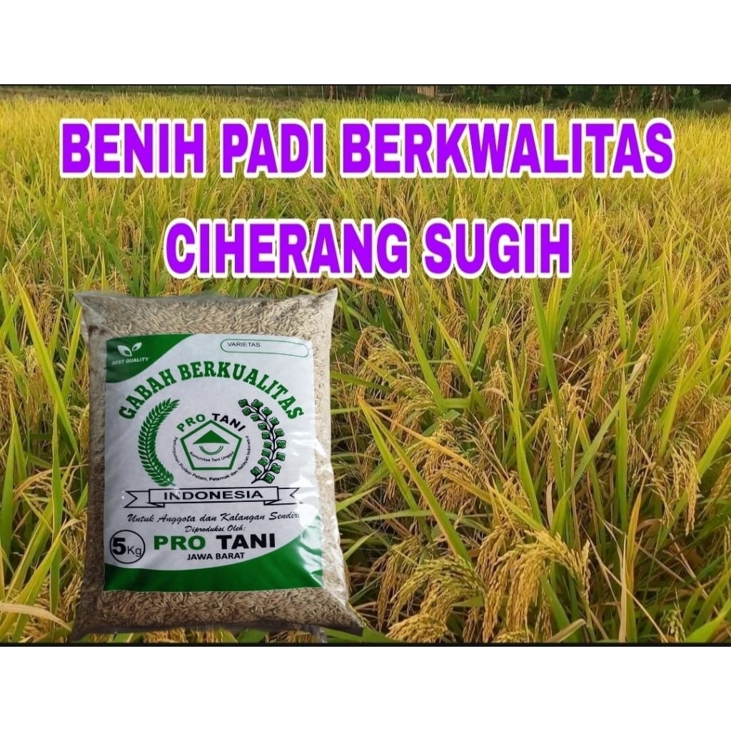 PROMO 5KG BENIH PADI CIHERANG SUGIH LABEL PUTIH ORIGINAL SUPER UNGGUL