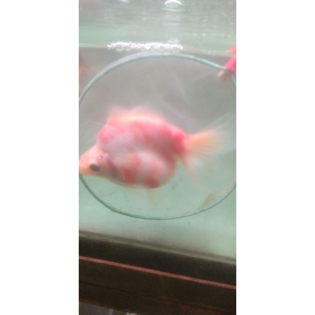 MAS KOKI RYUKIN UKURAN L