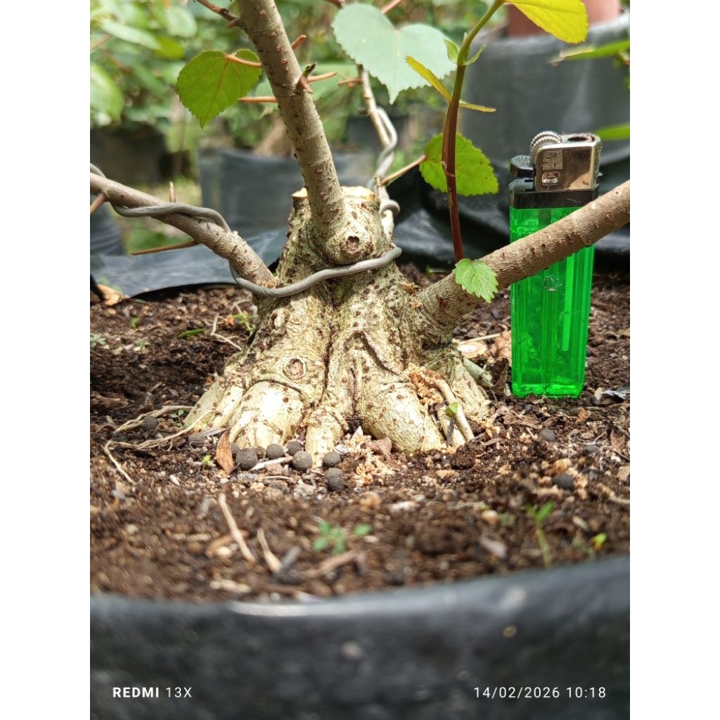 Waru Taiwan Shito/Mame Prokar, Realpict