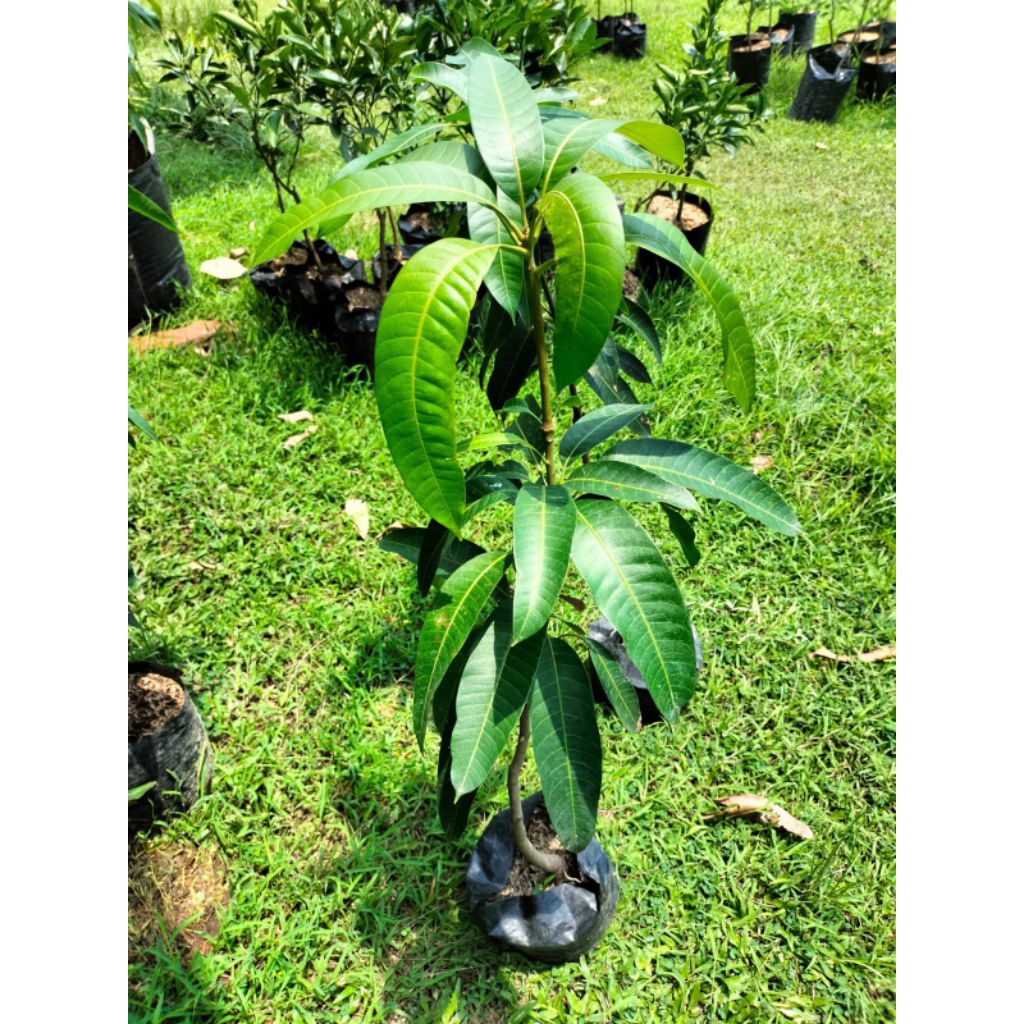 bibit mangga kiojay super jumbo
