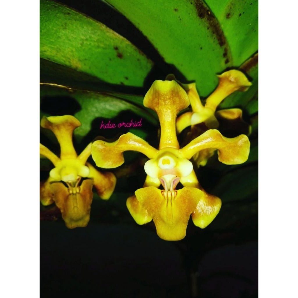 Anggrek vanda helvola dewasa dan siap bunga