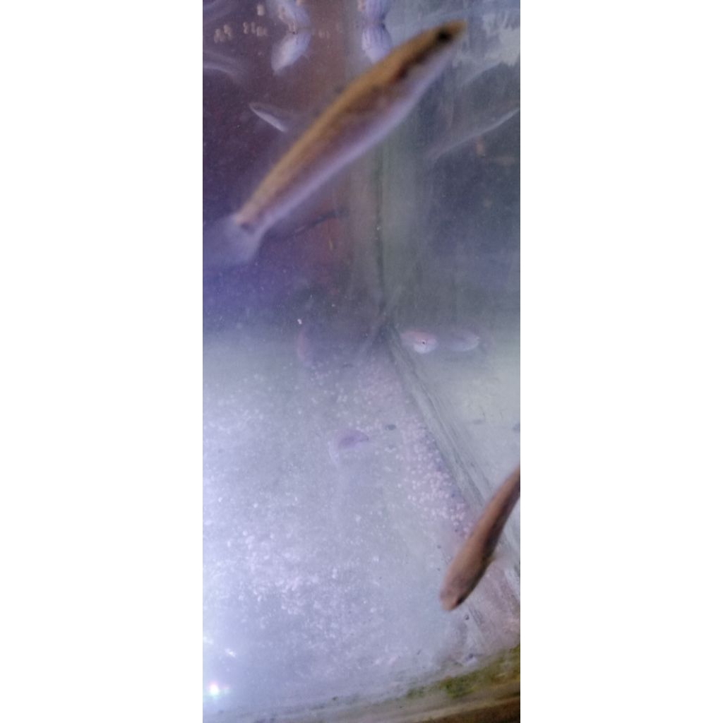 blue pulchra ORI gransi size 3-4cm