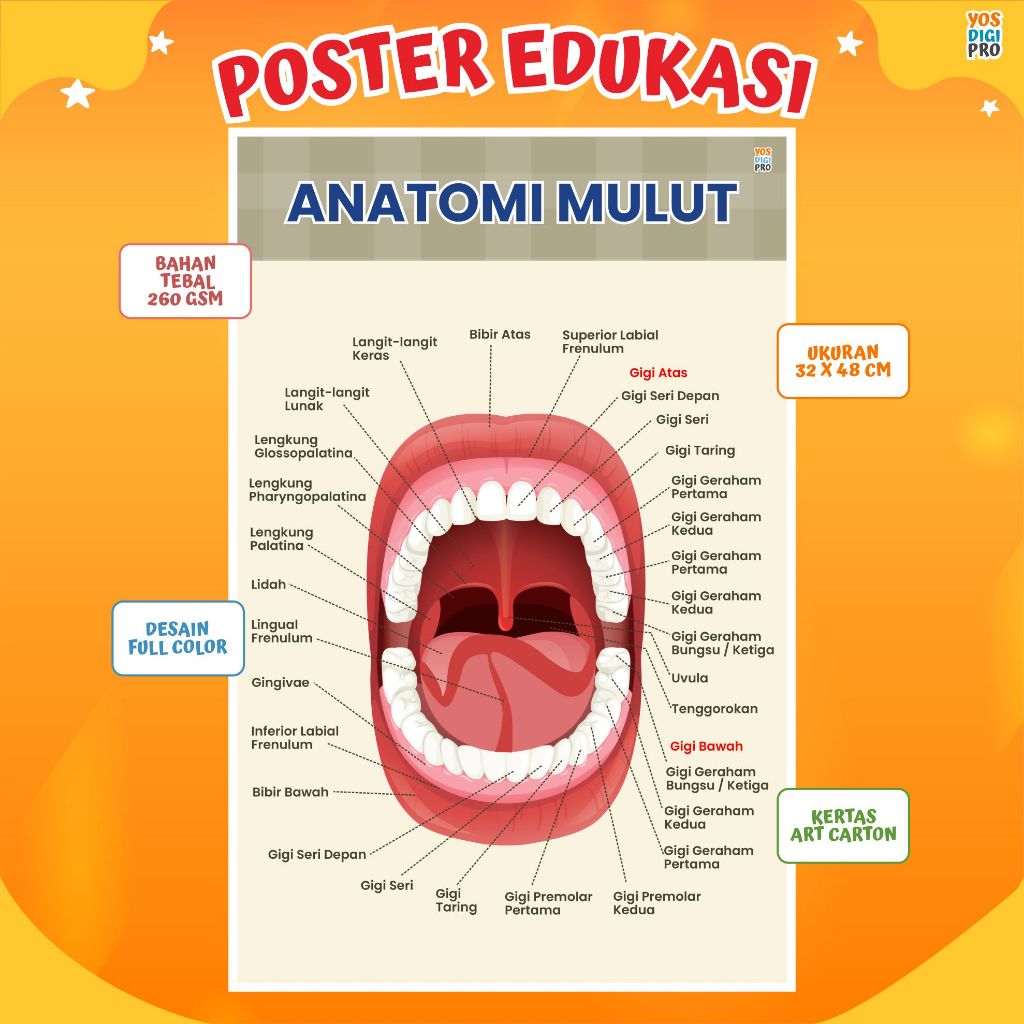 Poster Anatomi Mulut dan gigi Untuk Belajar dan Mengenal Organ-Organ Pada Mulut