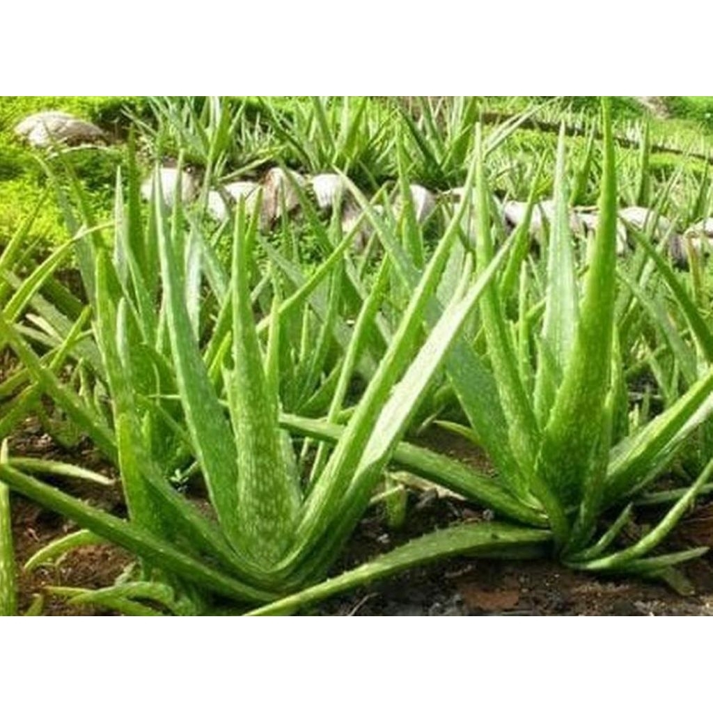 tanaman lidah buaya. tanaman herbal lidah buaya