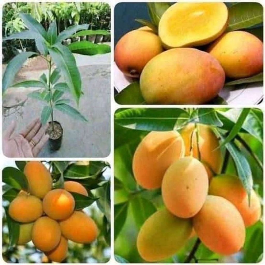 bibit mangga madu anggur unggul