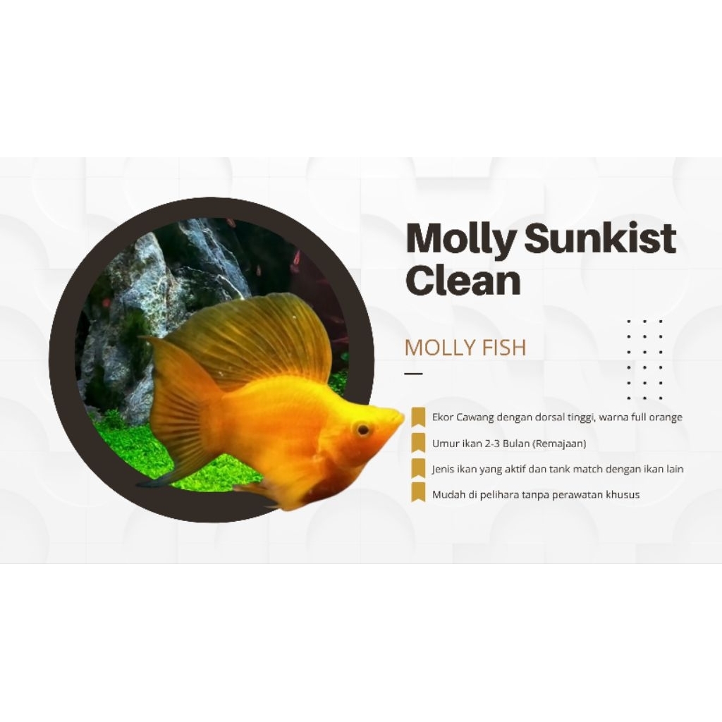 Molly Sunkist Cawang