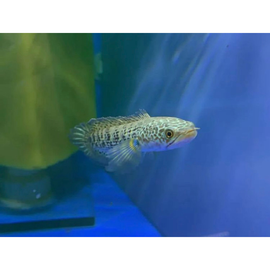 channa baby auranti full corak bahan progres