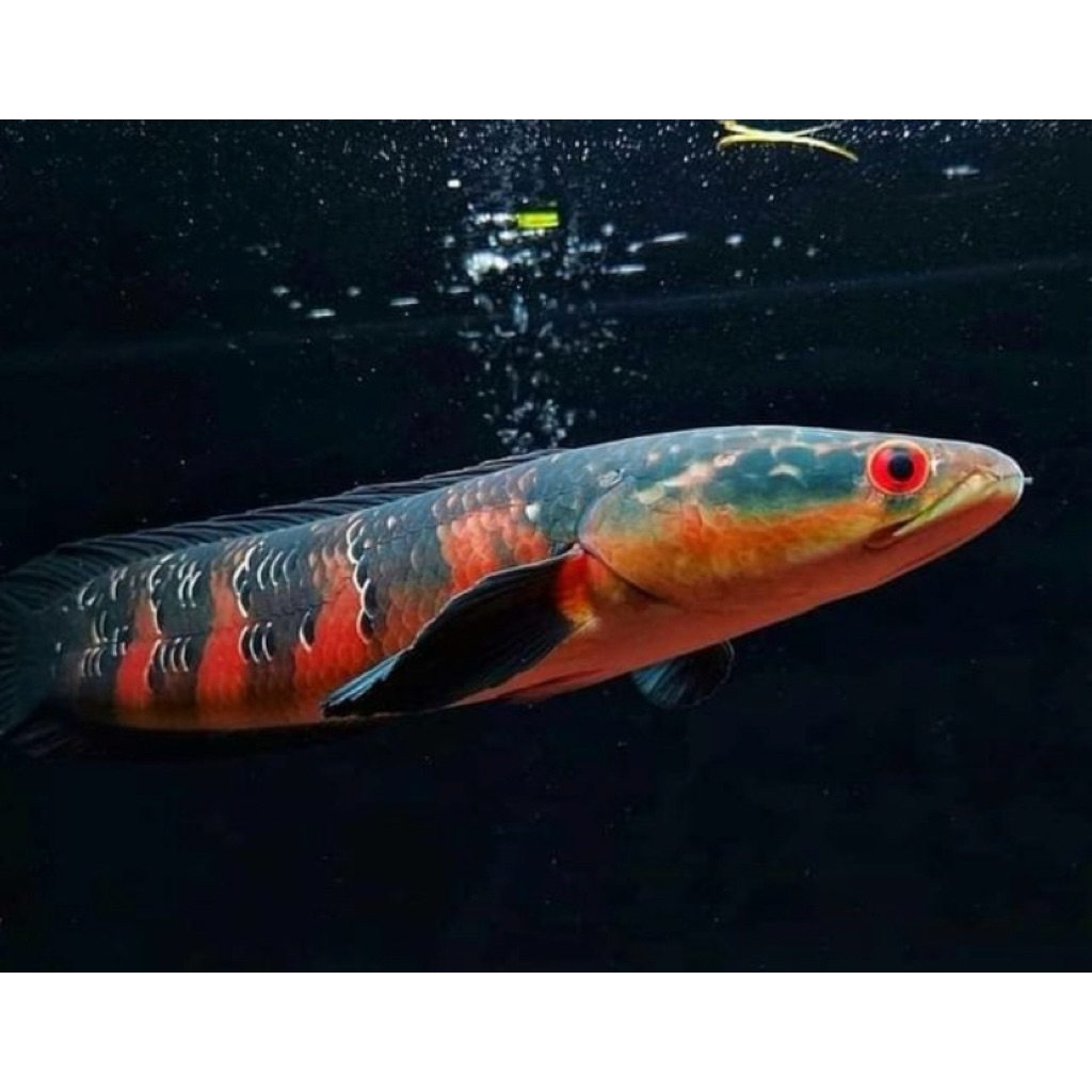 channa red sampit dari kepulauan terpencil, istimewa dan langka, terjamin bagus