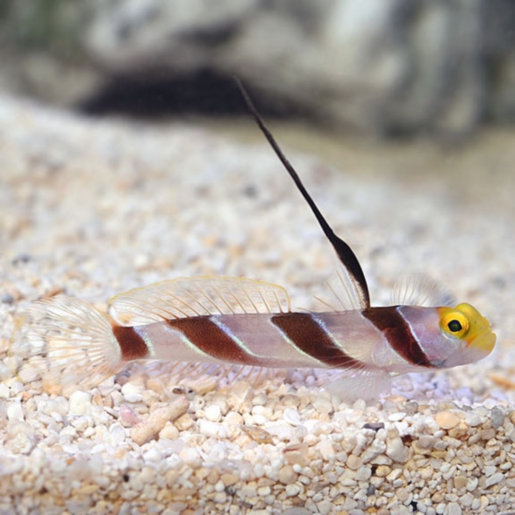 Ikan Hias Air Laut Jabing Anten (Hi Fin Red Banded Goby)