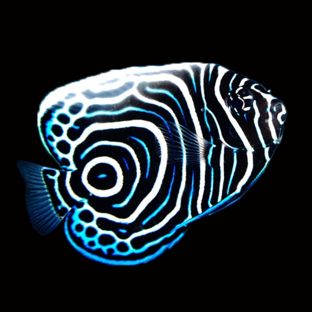 Ikan Hias Air Laut Bluestone Asli (Emperor Angelfish Juv)